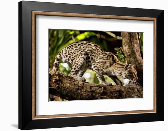 Margay on tree branch, Belize, Central America-Paul Williams-Framed Photographic Print