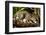 Margay on tree branch, Belize, Central America-Paul Williams-Framed Photographic Print