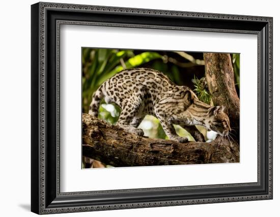 Margay on tree branch, Belize, Central America-Paul Williams-Framed Photographic Print