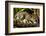 Margay on tree branch, Belize, Central America-Paul Williams-Framed Photographic Print