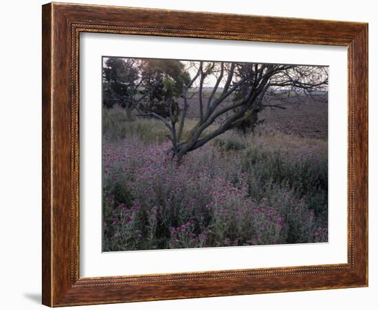 Marge, Vegetation, Trees, Thistles-Thonig-Framed Photographic Print