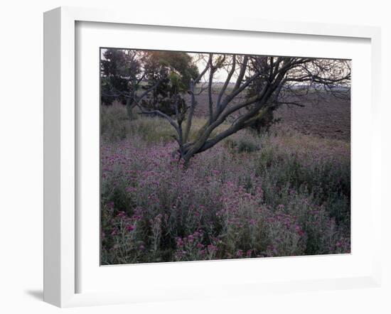 Marge, Vegetation, Trees, Thistles-Thonig-Framed Photographic Print