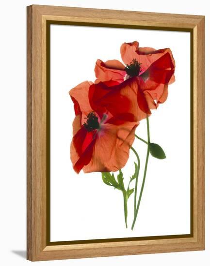 Margie's Poppy Duo, 2012-Julia McLemore-Framed Premier Image Canvas