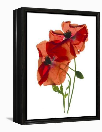 Margie's Poppy Duo, 2012-Julia McLemore-Framed Premier Image Canvas