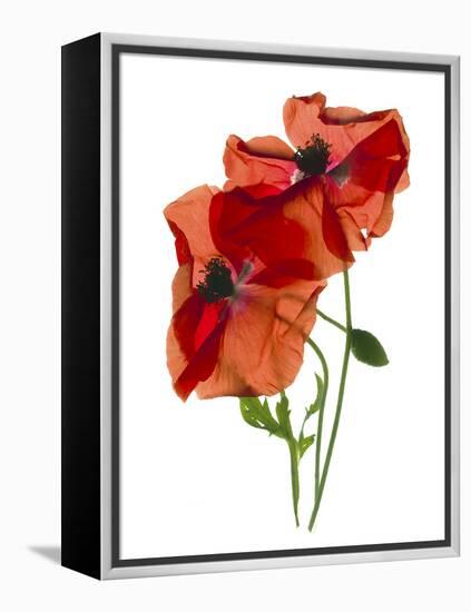 Margie's Poppy Duo, 2012-Julia McLemore-Framed Premier Image Canvas