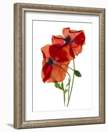 Margie's Poppy Duo, 2012-Julia McLemore-Framed Photographic Print