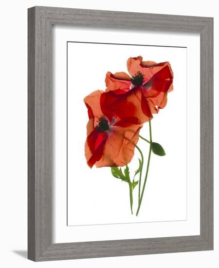 Margie's Poppy Duo, 2012-Julia McLemore-Framed Photographic Print