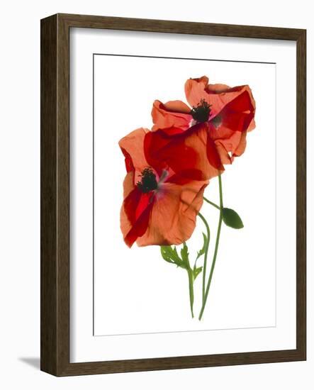 Margie's Poppy Duo, 2012-Julia McLemore-Framed Photographic Print