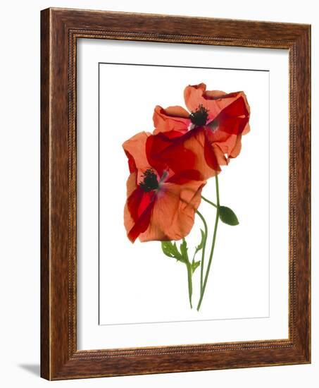 Margie's Poppy Duo, 2012-Julia McLemore-Framed Photographic Print