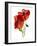 Margie's Poppy Duo, 2012-Julia McLemore-Framed Photographic Print