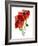 Margie's Poppy Duo, 2012-Julia McLemore-Framed Photographic Print