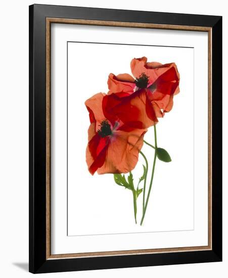 Margie's Poppy Duo, 2012-Julia McLemore-Framed Photographic Print