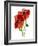 Margie's Poppy Duo, 2012-Julia McLemore-Framed Photographic Print