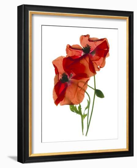 Margie's Poppy Duo, 2012-Julia McLemore-Framed Photographic Print