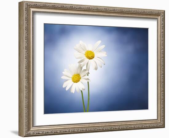 Marginuerites, Flowers, Blossoms, Still Life, Blue, White-Axel Killian-Framed Photographic Print