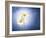 Marginuerites, Flowers, Blossoms, Still Life, Blue, White-Axel Killian-Framed Photographic Print