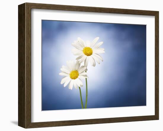 Marginuerites, Flowers, Blossoms, Still Life, Blue, White-Axel Killian-Framed Photographic Print