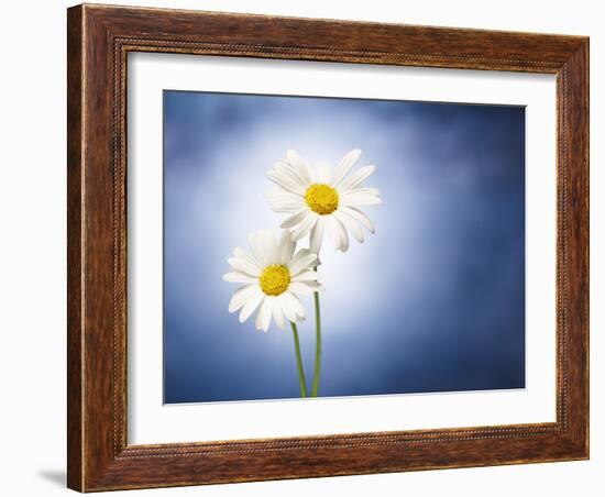 Marginuerites, Flowers, Blossoms, Still Life, Blue, White-Axel Killian-Framed Photographic Print