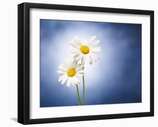 Marginuerites, Flowers, Blossoms, Still Life, Blue, White-Axel Killian-Framed Photographic Print