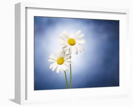 Marginuerites, Flowers, Blossoms, Still Life, Blue, White-Axel Killian-Framed Photographic Print