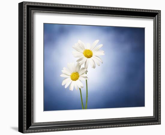 Marginuerites, Flowers, Blossoms, Still Life, Blue, White-Axel Killian-Framed Photographic Print