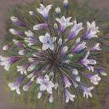 Lavender fields of Normandy,  pastel-Margo Starkey-Giclee Print