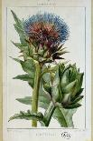 Artichoke, Botanical Plate-Marguerite Buret-Mounted Giclee Print