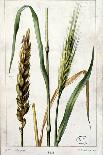 Wheat-Marguerite Buret-Giclee Print