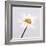 Marguerite Daisy-Cristina-Framed Premium Photographic Print