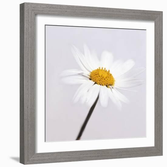 Marguerite Daisy-Cristina-Framed Premium Photographic Print