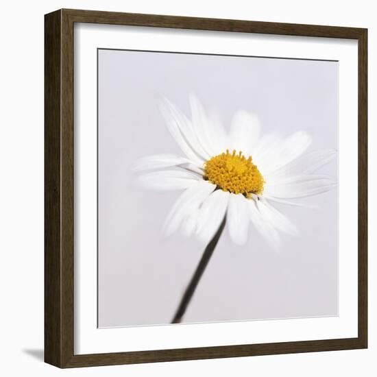 Marguerite Daisy-Cristina-Framed Premium Photographic Print