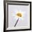 Marguerite Daisy-Cristina-Framed Premium Photographic Print