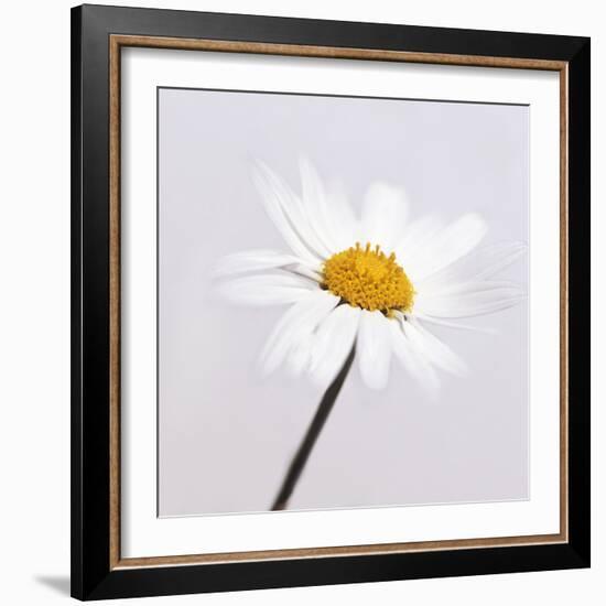 Marguerite Daisy-Cristina-Framed Premium Photographic Print