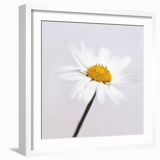 Marguerite Daisy-Cristina-Framed Premium Photographic Print