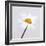 Marguerite Daisy-Cristina-Framed Premium Photographic Print