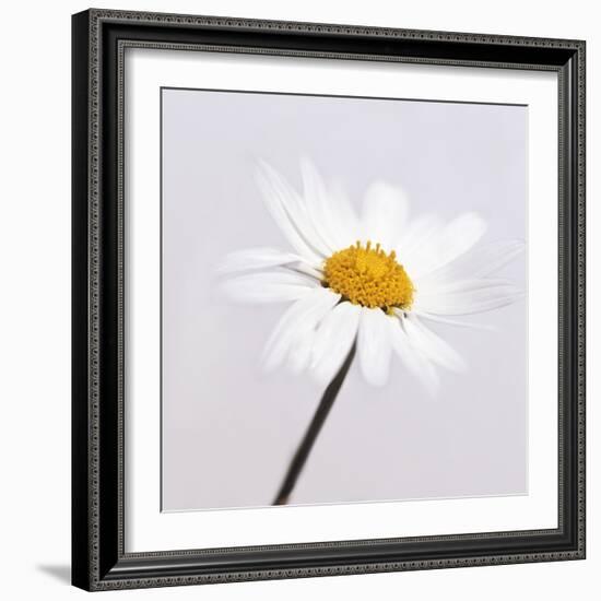 Marguerite Daisy-Cristina-Framed Premium Photographic Print