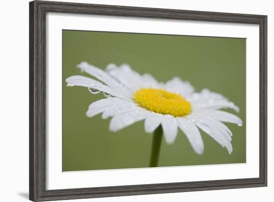 Marguerite, Leucanthemum Vulgare, Blossom, Dewdrops-Rainer Mirau-Framed Photographic Print