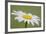 Marguerite, Leucanthemum Vulgare, Blossom, Dewdrops-Rainer Mirau-Framed Photographic Print