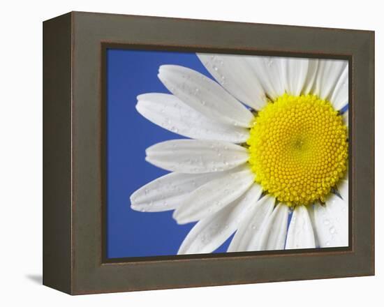 Marguerite / Ox Eye Daisy (Leucanthemum Vulgare) UK-Pete Cairns-Framed Premier Image Canvas