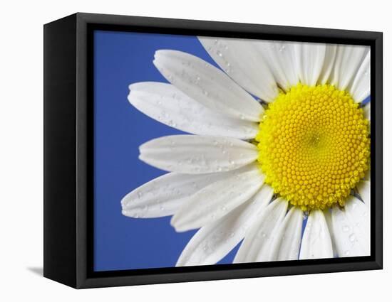 Marguerite / Ox Eye Daisy (Leucanthemum Vulgare) UK-Pete Cairns-Framed Premier Image Canvas