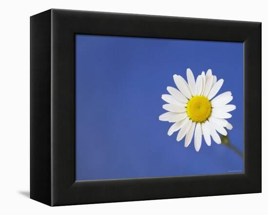 Marguerite / Ox Eye Daisy (Leucanthemum Vulgare) UK-Pete Cairns-Framed Premier Image Canvas