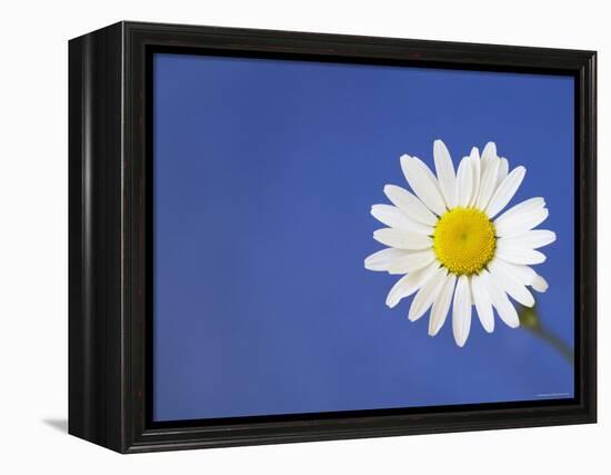 Marguerite / Ox Eye Daisy (Leucanthemum Vulgare) UK-Pete Cairns-Framed Premier Image Canvas