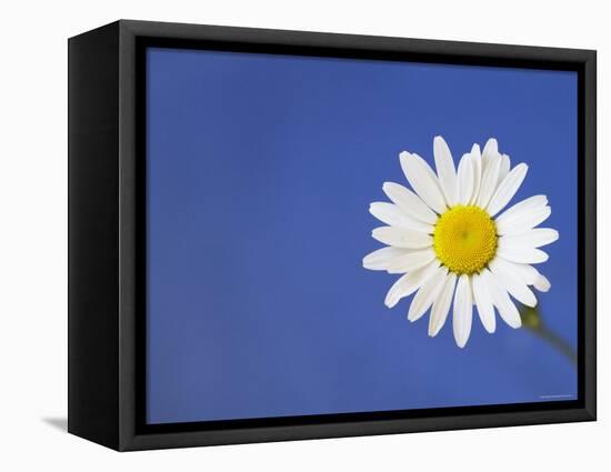 Marguerite / Ox Eye Daisy (Leucanthemum Vulgare) UK-Pete Cairns-Framed Premier Image Canvas