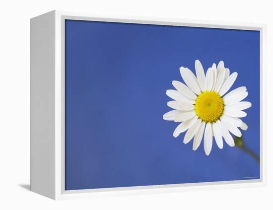 Marguerite / Ox Eye Daisy (Leucanthemum Vulgare) UK-Pete Cairns-Framed Premier Image Canvas