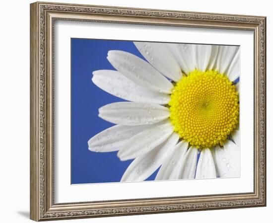 Marguerite / Ox Eye Daisy (Leucanthemum Vulgare) UK-Pete Cairns-Framed Photographic Print