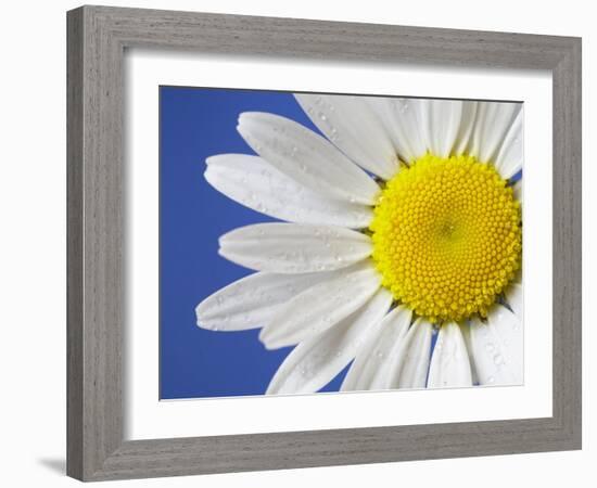Marguerite / Ox Eye Daisy (Leucanthemum Vulgare) UK-Pete Cairns-Framed Photographic Print