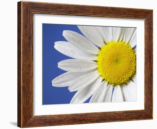 Marguerite / Ox Eye Daisy (Leucanthemum Vulgare) UK-Pete Cairns-Framed Photographic Print