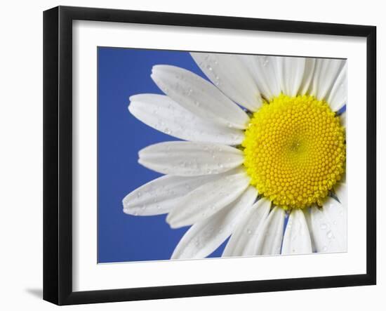 Marguerite / Ox Eye Daisy (Leucanthemum Vulgare) UK-Pete Cairns-Framed Photographic Print