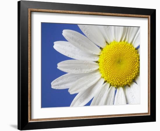 Marguerite / Ox Eye Daisy (Leucanthemum Vulgare) UK-Pete Cairns-Framed Photographic Print