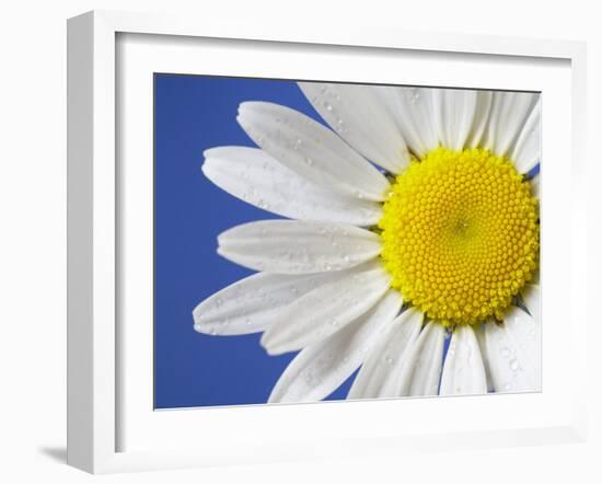 Marguerite / Ox Eye Daisy (Leucanthemum Vulgare) UK-Pete Cairns-Framed Photographic Print